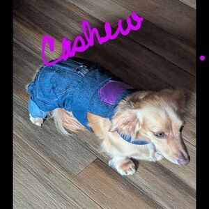 Cute and Cool Denim Dog Bibs with Tan Trim